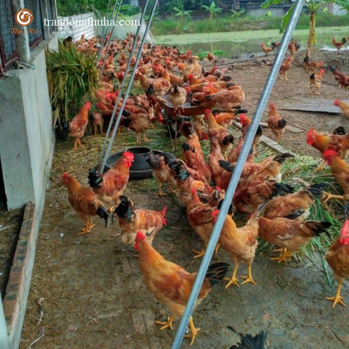 Gà ri lai 3/4 hậu bị